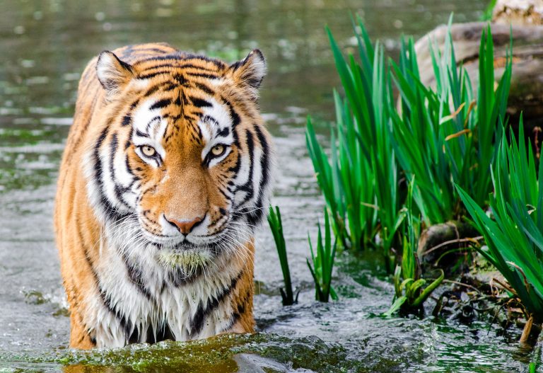 Top places in Bangladesh, Sundarban