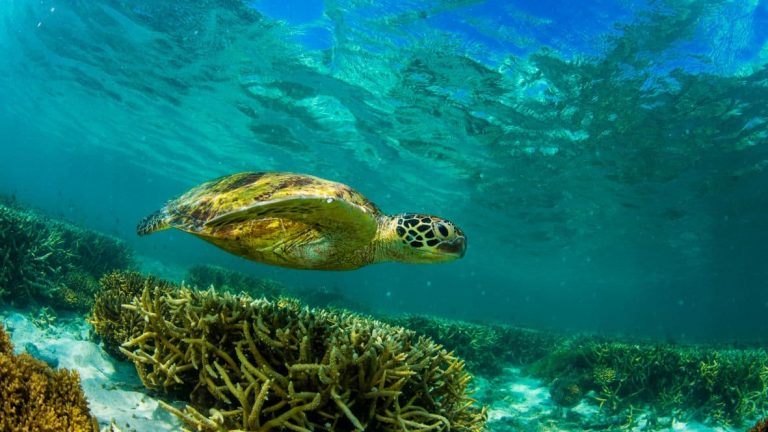 The Iconic Great Barrier Reef