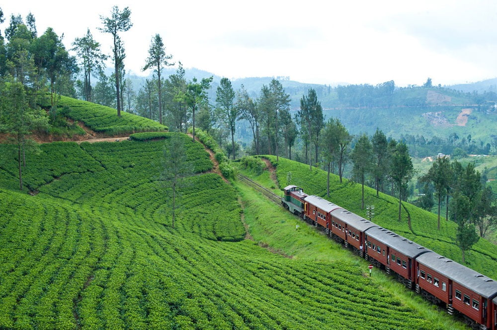 Ceylon Tea Trails