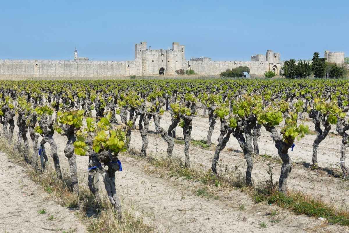 Fortified City of Aigues-Mortes